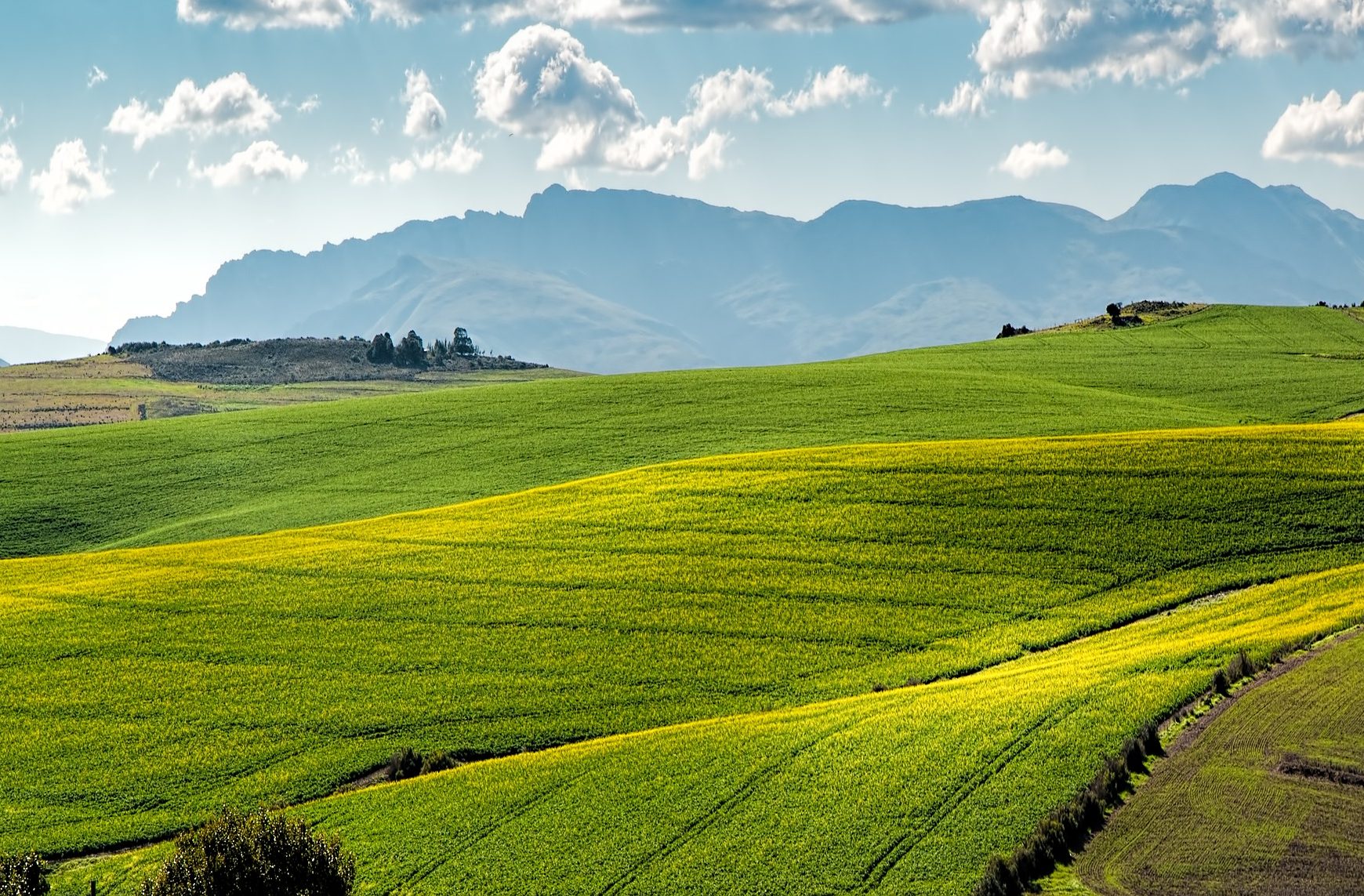 cropped-canola-fields-1911392_1920.jpg